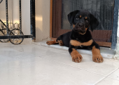 A Kalite Rottweiler yavru